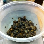 Snails